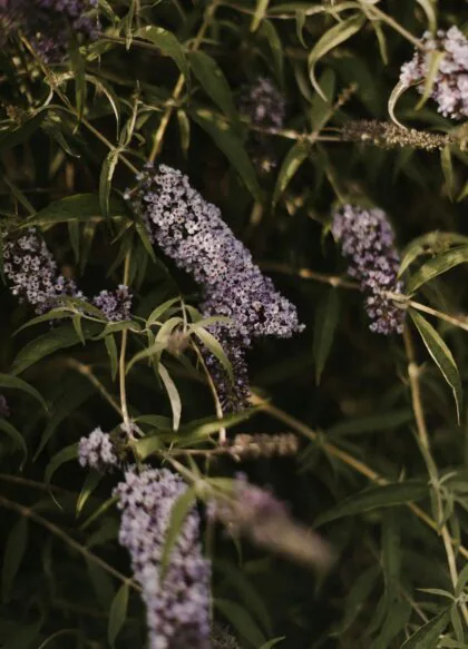 Pytlik & Bąk Fotografia