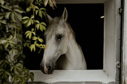 Pytlik & Bąk Fotografia