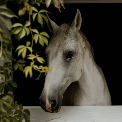 Oasis Lańcze - Horses